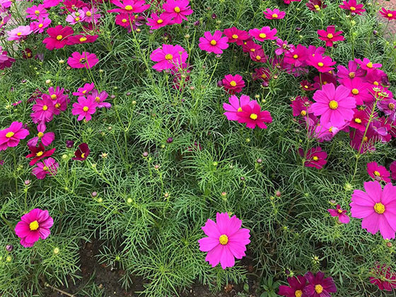 六安鲜花绿植盆栽